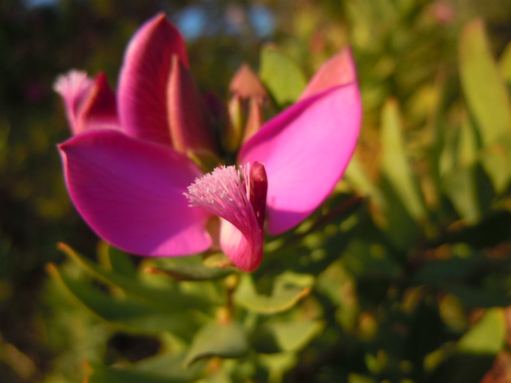 Polygala myrtifolia